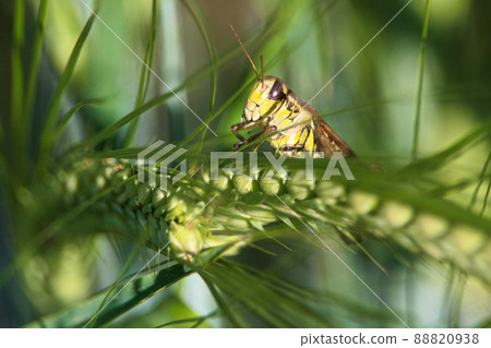 Closeup of of a grasshopper on green barely heads Closeup of of a grasshopper on green barely heads 88820938