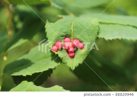 Pink Wild Rose Galls on green leaves Pink Wild Rose Galls on green leaves 88820946