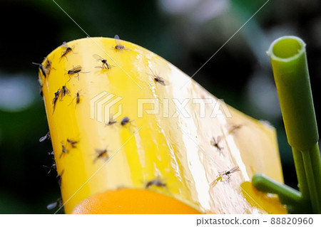 Macro view of fungus gnats stuck to a yellow sticky trap 88820960