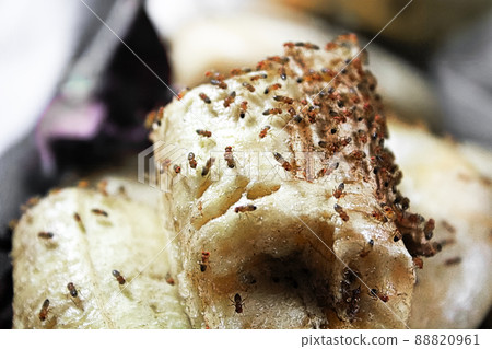 A mass of fruit-flies crawling over a banana 88820961
