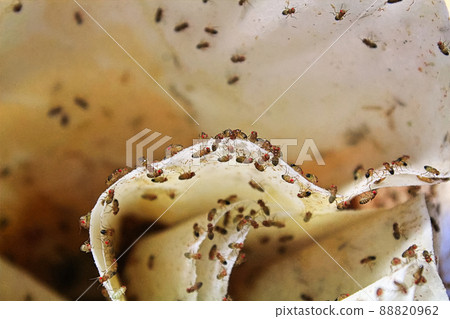 Closeup of wingless fruit-flies on a coffee filter 88820962