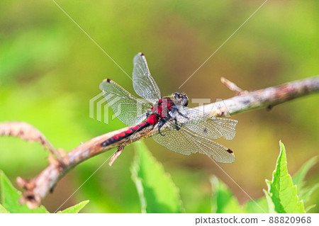 Closeup of a Boreal Whiteface dragonfly with damaged wings Closeup of a Boreal Whiteface dragonfly with damaged wings 88820968