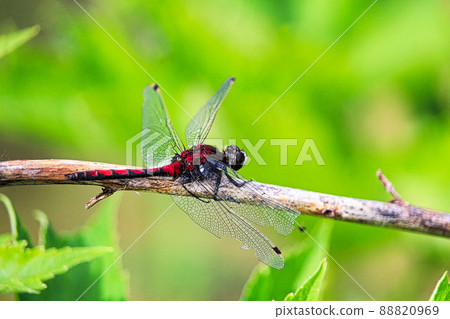 Closeup of a Boreal Whiteface dragonfly with damaged wings Closeup of a Boreal Whiteface dragonfly with damaged wings 88820969