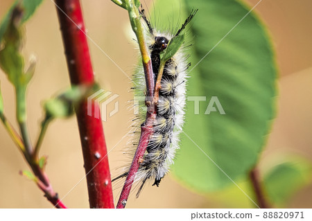 A closeup of a tussock moth caterpillar crawling on a branch A closeup of a tussock moth caterpillar crawling on a branch 88820971