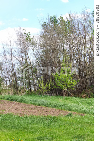 View of a forest stripped of its leaves by caterpillars 88820983
