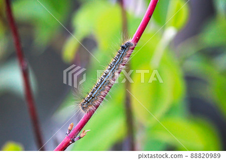 A forest tent caterpillar crawls on a branch 88820989