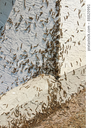 Forest Tent Caterpillars climb over a house during an outbreak 88820991
