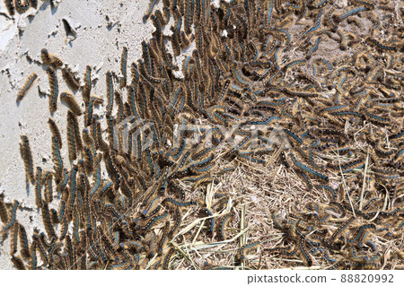 Tent caterpillars climb the edge of a stucco house 88820992