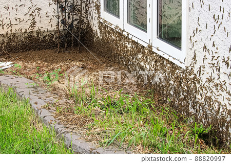Thousands of tent caterpillars gather into a mass in the corner of a house Thousands of tent caterpillars gather into a mass in the corner of a house 88820997
