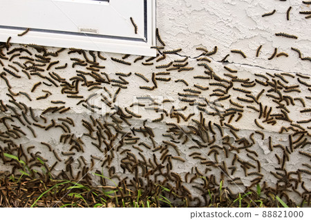 Caterpillars climbing on a stucco house during a bad cycle 88821000