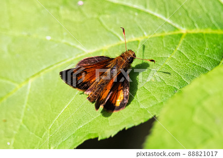 Closeup of a European Skipper butterfly on a leaf Closeup of a European Skipper butterfly on a leaf 88821017