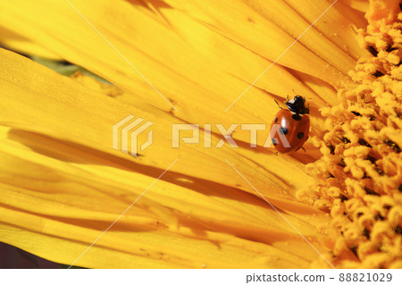A ladybug covered in pollen crawling over a sunflower 88821029