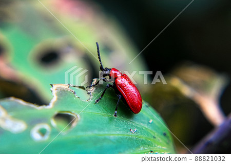 A red lily beetle on a leaf 88821032