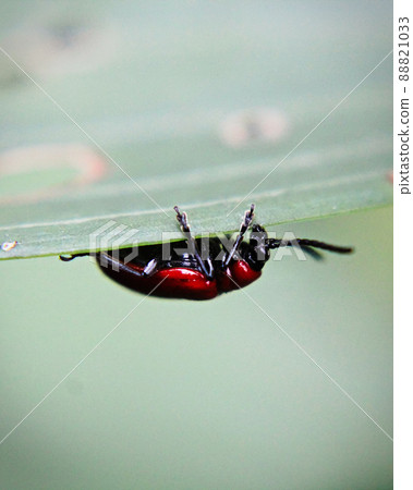 A lily beetle on the underside of a leaf 88821033
