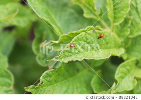 Tiny colorado beetle larva hatched on a potato plant 88821045