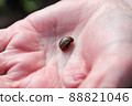 A colorado beetle being held in the palm of a hand 88821046