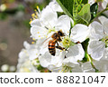 Closeup of a honey bee on a blossom 88821047