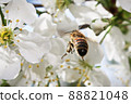 Macro of a bee flying up to a blossom 88821048