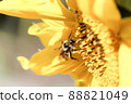 Closeup of a honey bee on a sunflower 88821049