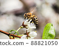 Macro of a bee sitting on an unopened blossom 88821050