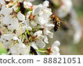 Closeup of plum blossoms with a blurred bee in the background 88821051