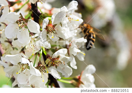 Closeup of plum blossoms with a blurred bee in the background Closeup of plum blossoms with a blurred bee in the background 88821051