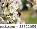 A bee sitting on plum blossoms in spring 88821056