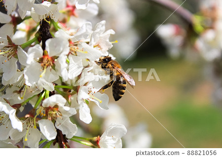 A bee sitting on plum blossoms in spring A bee sitting on plum blossoms in spring 88821056