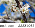 A bee pollinating plum blossoms in spring 88821062