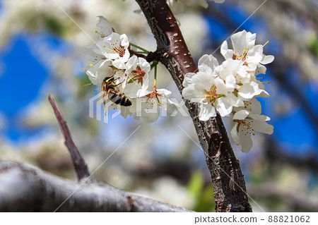 A bee pollinating plum blossoms in spring A bee pollinating plum blossoms in spring 88821062