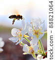 Side silhouette of a bee flying to a pear blossom 88821064