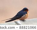 Closeup of a barn swallow sitting on a wooden edge 88821066