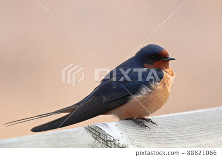 Closeup of a barn swallow sitting on a wooden edge 88821066