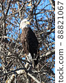 A bald eagle sitting in a bare tree in fall 88821067
