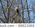 A bald eagle sitting in a bare tree in fall 88821068