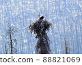 A bald eagle sitting in a nest with a burnt forest background 88821069