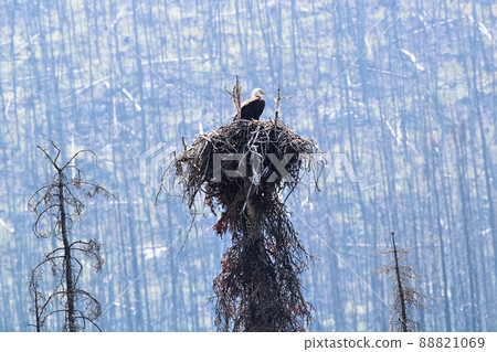 A bald eagle sitting in a nest with a burnt forest background A bald eagle sitting in a nest with a burnt forest background 88821069