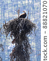 A bald eagle sitting in a nest with a burnt forest background 88821070