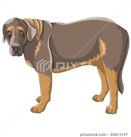Color drawing of a large dog of the Caucasian Shepherd breed. Color drawing of a large dog of the Caucasian Shepherd breed. 88821547