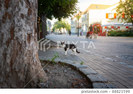 Beautiful resort town Zelenogradsk with relaxing city cats.. Beautiful resort town Zelenogradsk with relaxing city cats.. 88821599