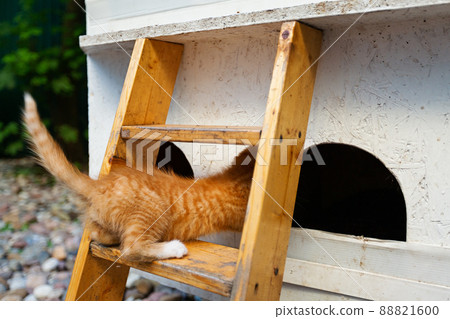 Beautiful resort town Zelenogradsk with relaxing city cats.. Beautiful resort town Zelenogradsk with relaxing city cats.. 88821600