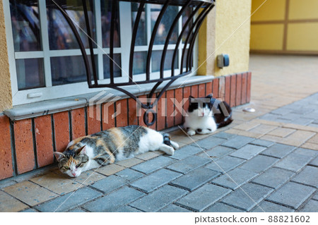 Beautiful resort town Zelenogradsk with relaxing city cats.. Beautiful resort town Zelenogradsk with relaxing city cats.. 88821602