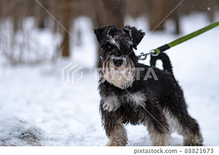 Miniature Schnauzer dog beard background black, from portrait animal from breed and nature mammal, mustache spring. Agility small fur, summer grass fun Miniature Schnauzer dog beard background black, from portrait animal from breed and nature mammal, mustache spring. Agility small fur, summer grass fun 88821673