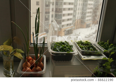 green seedlings on the windowsill 88822190