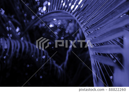 Tropical foliage green dark background Tropical foliage green dark background 88822260