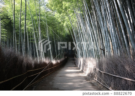 A Kyoto-like landscape with a fence of dead branches in the light, a green bamboo grove, and a promenade A Kyoto-like landscape with a fence of dead branches in the light, a green bamboo grove, and a promenade 88822670