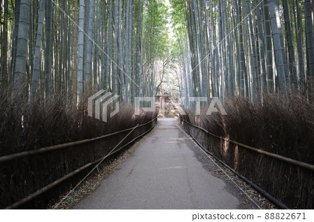 A landscape with a small diameter between a wall made of dead bamboo branches and a green bamboo grove A landscape with a small diameter between a wall made of dead bamboo branches and a green bamboo grove 88822671