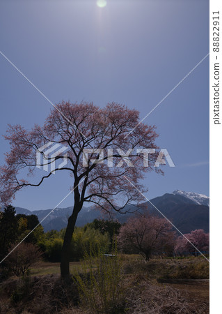 開駒縣北斗市白州町在春天的村莊里舉行雪和春天 88822911