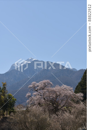 在北斗市白州町開始盛開的關櫻花 在北斗市白州町開始盛開的關櫻花 88822912