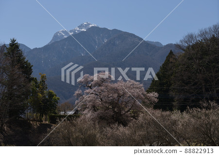 在北斗市白州町開始盛開的關櫻花 88822913